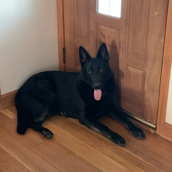 Meet your Posher, Rachel - Picture 4 of 15